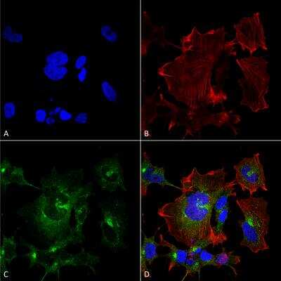 Immunocytochemistry/ Immunofluorescence: Npas4 Antibody (S408-79) [NBP2-59332]