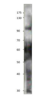 Western Blot: Npas4 Antibody [NBP3-12478]