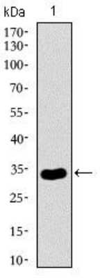 Western Blot: NrCAM Antibody (7D8C5)BSA Free [NBP2-37379]
