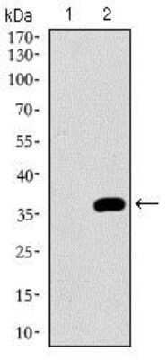 Western Blot: NrCAM Antibody (7D8C5)BSA Free [NBP2-37379]