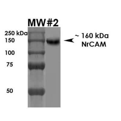 Western Blot: NrCAM Antibody (S364-51) [NBP2-42191]