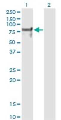 Western Blot: Nrf1 Antibody (2F9) [H00004899-M01]