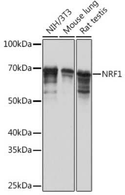 Western Blot: Nrf1 Antibody (4Q4E7) [NBP3-16161]