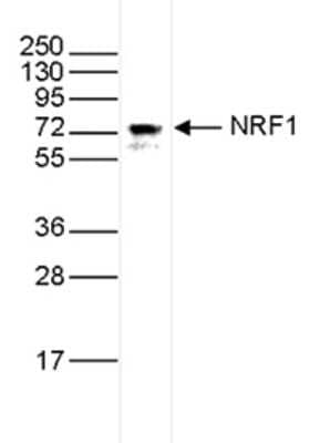 Western Blot: Nrf1 Antibody (C.15200013) [NBP2-59255]