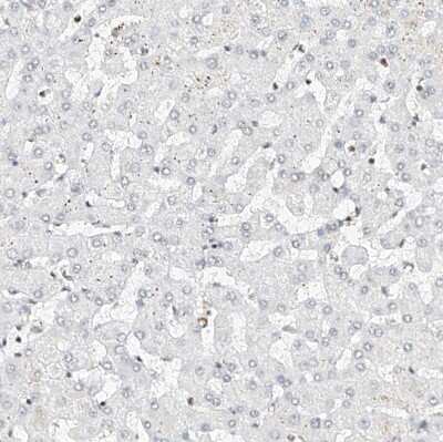 Immunohistochemistry-Paraffin: Nrf1 Antibody [NBP1-89125]
