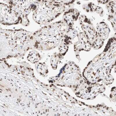 Immunohistochemistry-Paraffin: Nrf1 Antibody [NBP1-89125]