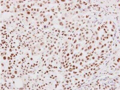 Immunohistochemistry-Paraffin: Nrf1 Antibody [NBP2-19586]