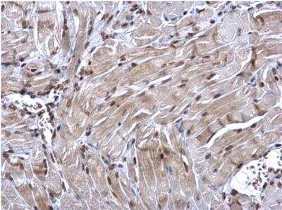 Immunohistochemistry-Paraffin: Nrf1 Antibody [NBP2-19586]