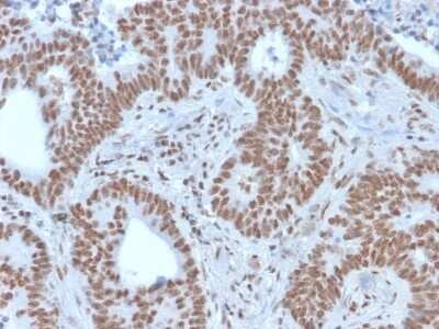 Immunohistochemistry-Paraffin: Nrf1 Antibody (NRF1/2609) - Azide and BSA Free [NBP3-08773]