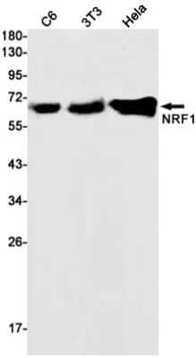 Western Blot: Nrf1 Antibody (S02-9A7) [NBP3-14960]