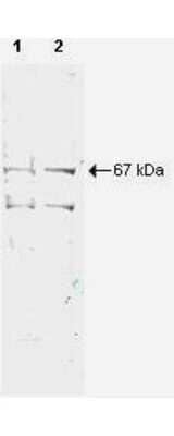 Western Blot: Nrf1 Antibody [NBP1-77822]