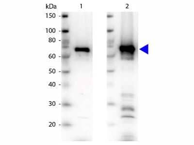 Western Blot: Nrf1 Antibody [NBP1-77822]