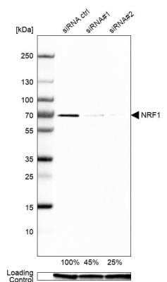 Western Blot: Nrf1 Antibody [NBP1-89125]