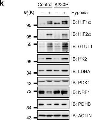 Western Blot: Nrf1 Antibody [NBP1-89125]