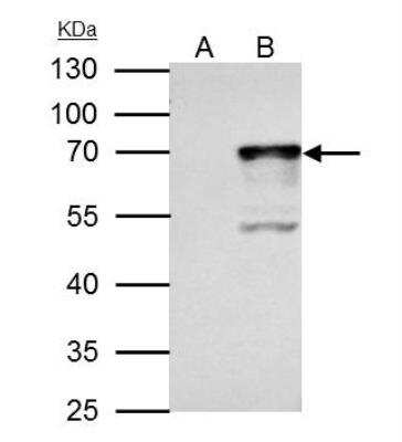 Western Blot: Nrf1 Antibody [NBP2-19586]