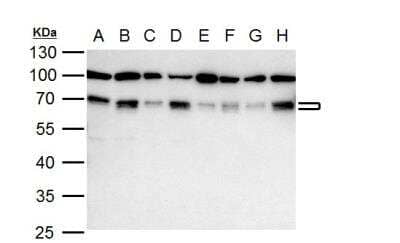 Western Blot: Nrf1 Antibody [NBP2-19586]