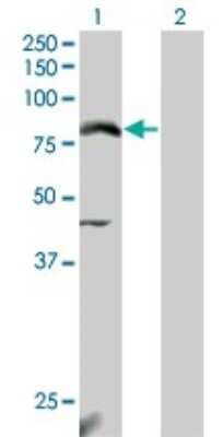 Western Blot: Nrf2 Antibody (3G7) [H00004780-M04]