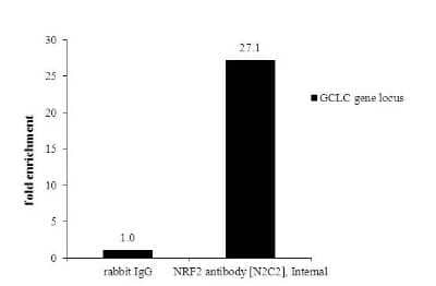 Chromatin Immunoprecipitation Performed Using Anti-Nrf2 Antibody