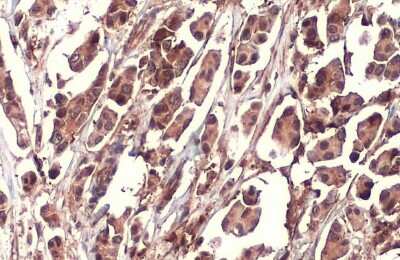 Immunohistochemistry-Paraffin: Nrf2 Antibody (HL1021) [NBP3-13682]