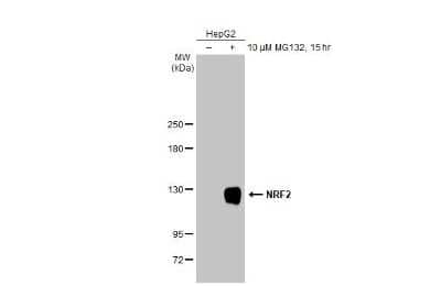Western Blot: Nrf2 Antibody (HL1021) [NBP3-13682]