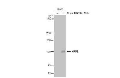 Western Blot: Nrf2 Antibody (HL1021) [NBP3-13682]
