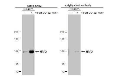 Western Blot: Nrf2 Antibody (HL1021) [NBP3-13682]