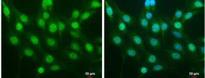 Immunocytochemistry/Immunofluorescence Analysis of Nrf2 in NIH/3T3 Cells