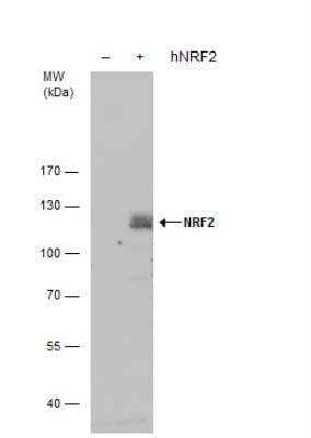 Western Blot Detection of Nrf2 in NRF2-Transfected and Non-Transfected 293T Whole Cell Extracts