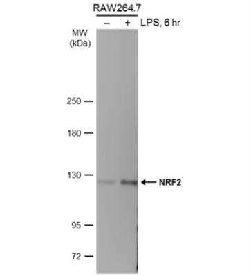Western Blot Analysis of Nrf2 in Treated and Untreated RAW264.7 Whole Cell Extracts
