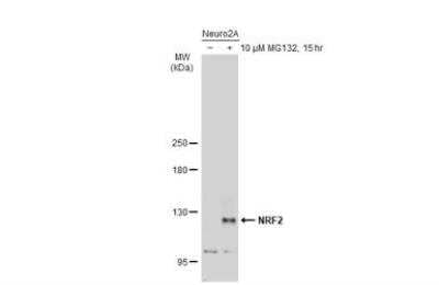 Western Blotting of Nrf2 in Treated and Untreated Neuro2A Whole Cell Extracts