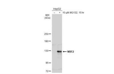 Western Blotting of Nrf2 in Treated and Untreated HepG2 hole Cell Extracts
