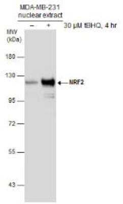 Western Blot Analysis of Nrf2 in Treated and Untreated MDA-MB-231 Nuclear Extracts