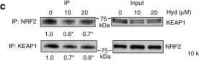 Western Blot Analysis of Nrf2 in SH-SY5Y Cells