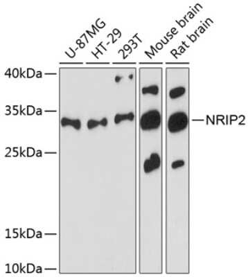 Western Blot: Nrip2 AntibodyAzide and BSA Free [NBP2-94734]