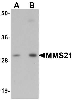 Western Blot: Nse2 AntibodyBSA Free [NBP1-76263]