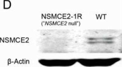 Western Blot: Nse2 AntibodyBSA Free [NBP1-76263]