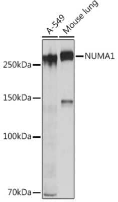 Western Blot: NuMA Antibody (6D4I4) [NBP3-16411]