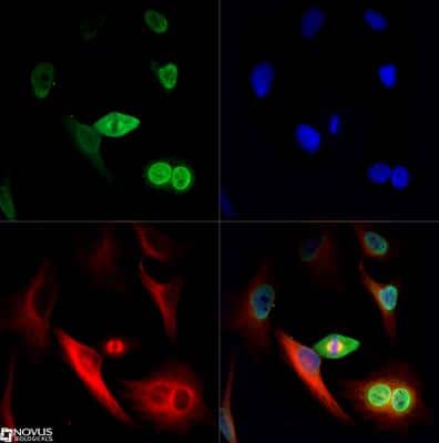 Immunocytochemistry/ Immunofluorescence: NuMA Antibody [NB500-174]