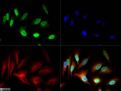 Immunocytochemistry/ Immunofluorescence: NuMA Antibody [NB500-174]