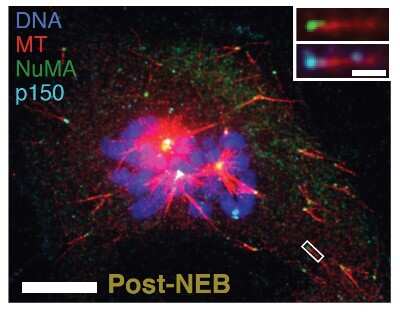 Immunocytochemistry/ Immunofluorescence: NuMA Antibody [NB500-174]