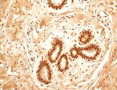 Immunohistochemistry-Paraffin: NuMA Antibody [NB500-174]
