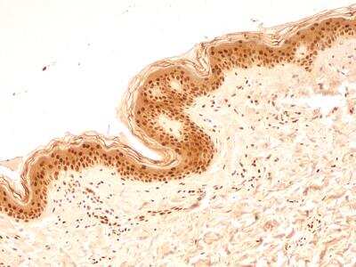 Immunohistochemistry-Paraffin: NuMA Antibody [NB500-174]