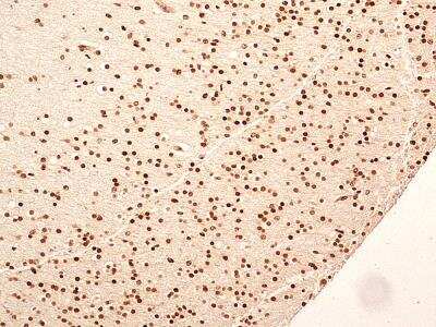 Immunohistochemistry-Paraffin: NuMA Antibody [NB500-174]