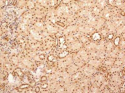 Immunohistochemistry-Paraffin: NuMA Antibody [NB500-174]