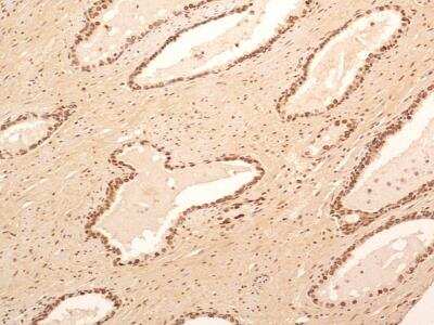 Immunohistochemistry-Paraffin: NuMA Antibody [NB500-174]