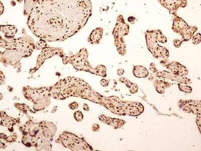 Immunohistochemistry-Paraffin: NuMA Antibody [NB500-174]