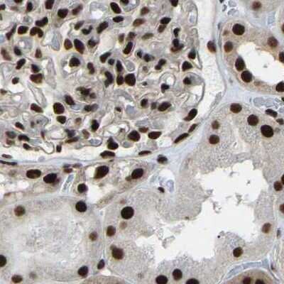 Immunohistochemistry-Paraffin: NuMA Antibody [NBP2-54673]