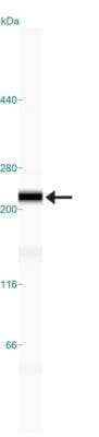 Simple Western: NuMA Antibody [NB500-174]