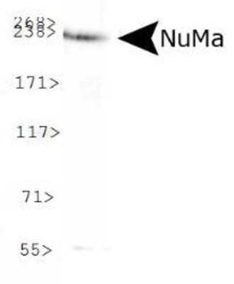 Western Blot: NuMA Antibody [NB500-174]