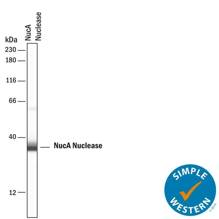 Detection of NucA nuclease antibody by Simple WesternTM.
